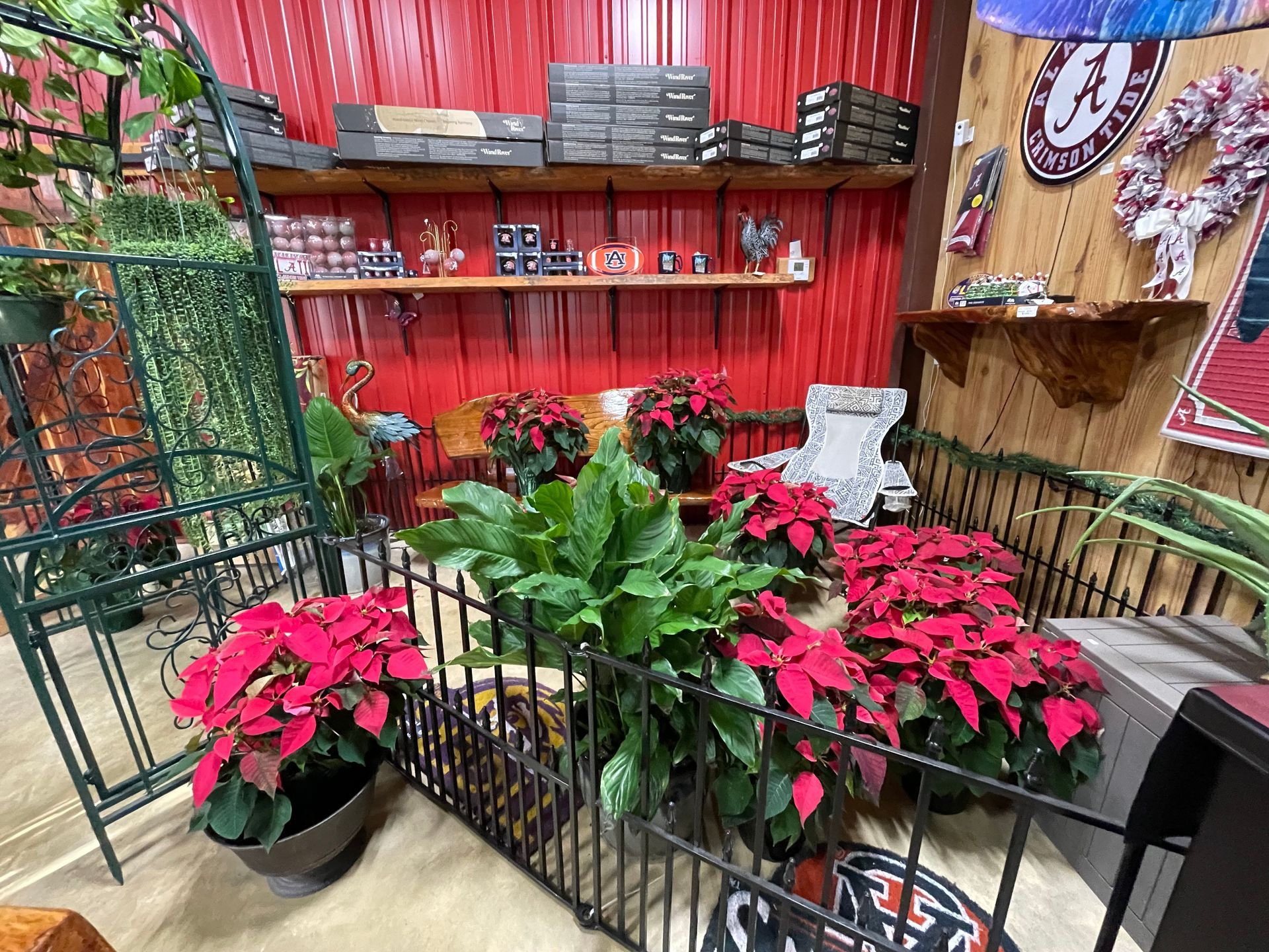 Poinsettias and other plants in a shop with red walls and shelves displaying products.