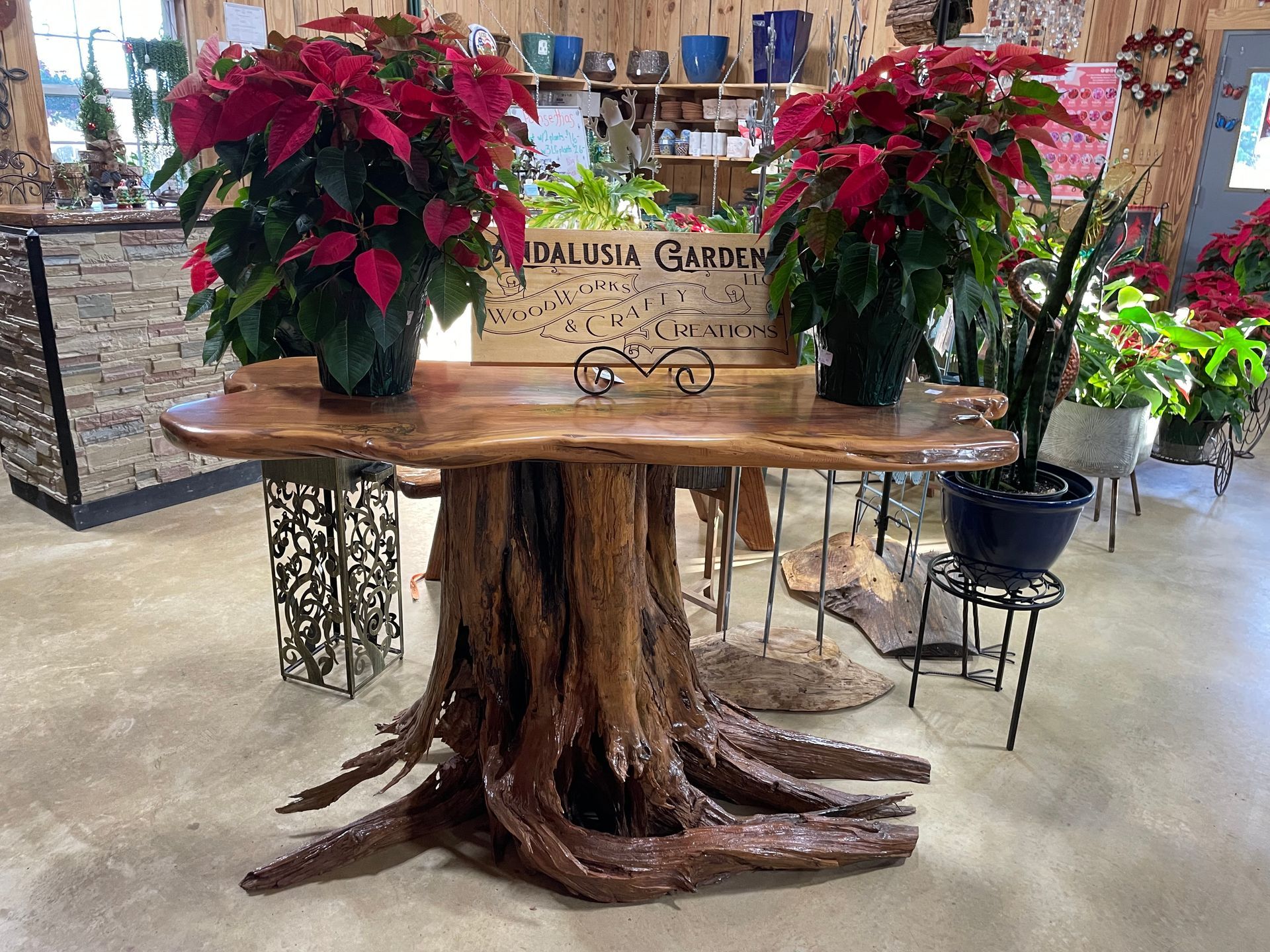 Table with a wooden top and tree root base, holding red poinsettias in a shop setting.