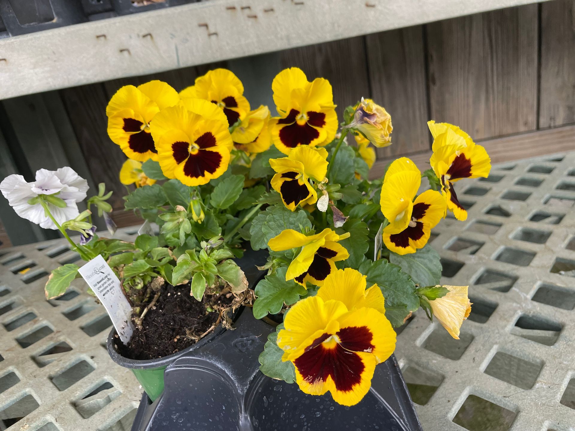 Yellow and dark red pansies in a black pot on a green grid, set indoors.