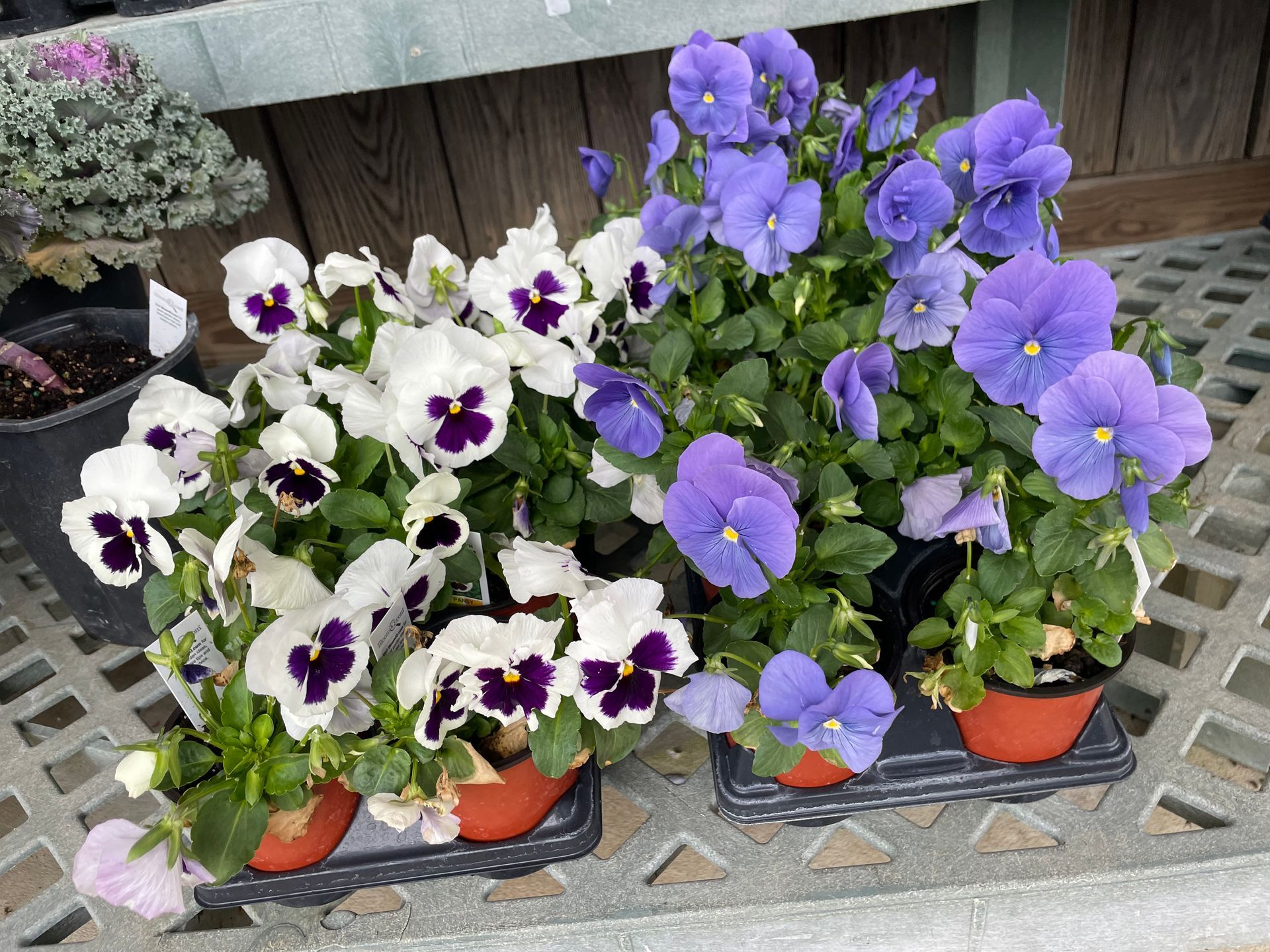 Flowers in pots on display at a plant shop. Hanging baskets above, with rows of potted mums.