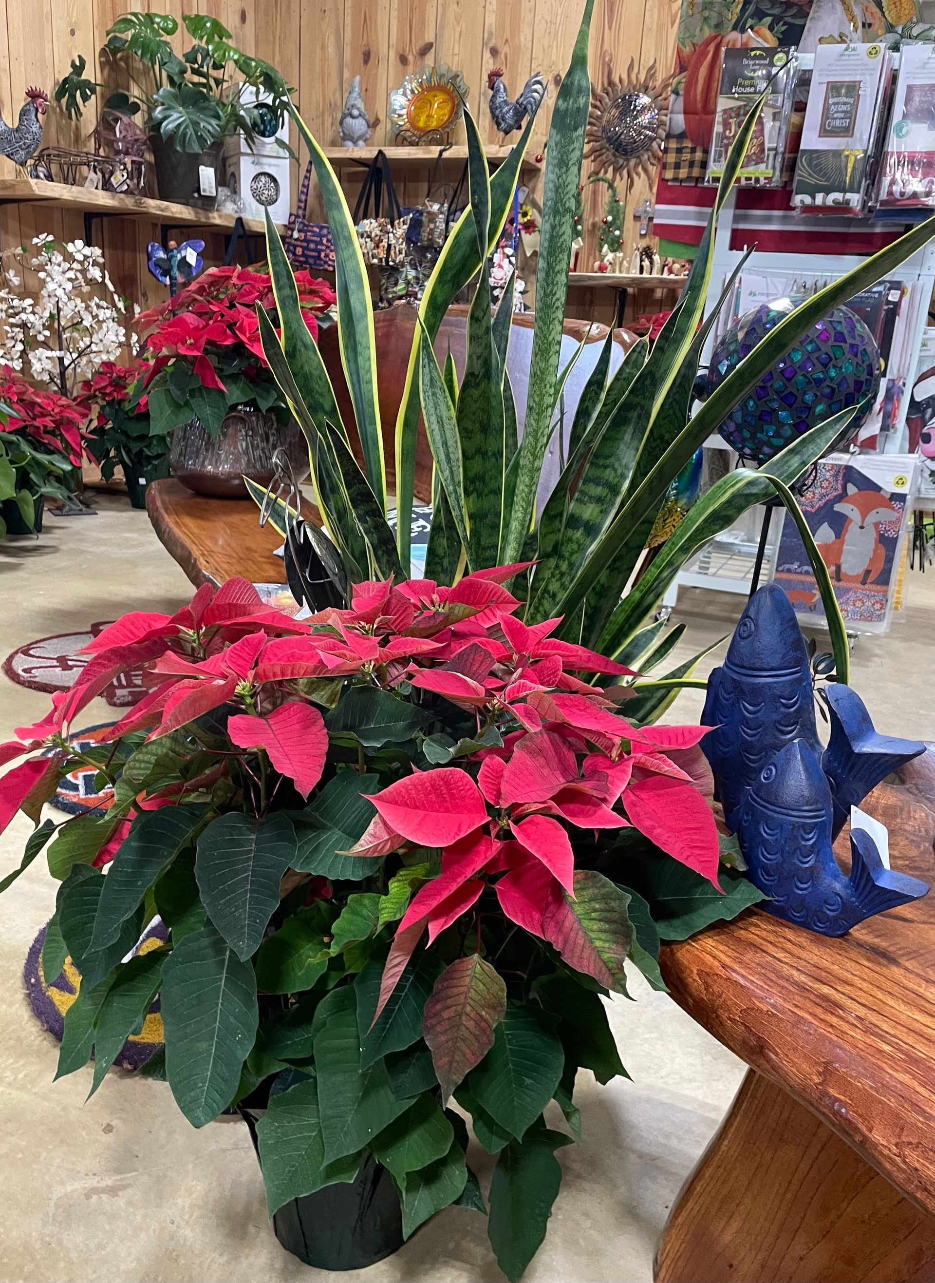 Red poinsettias and snake plant in a pot on a wooden table, in a store with other decor.