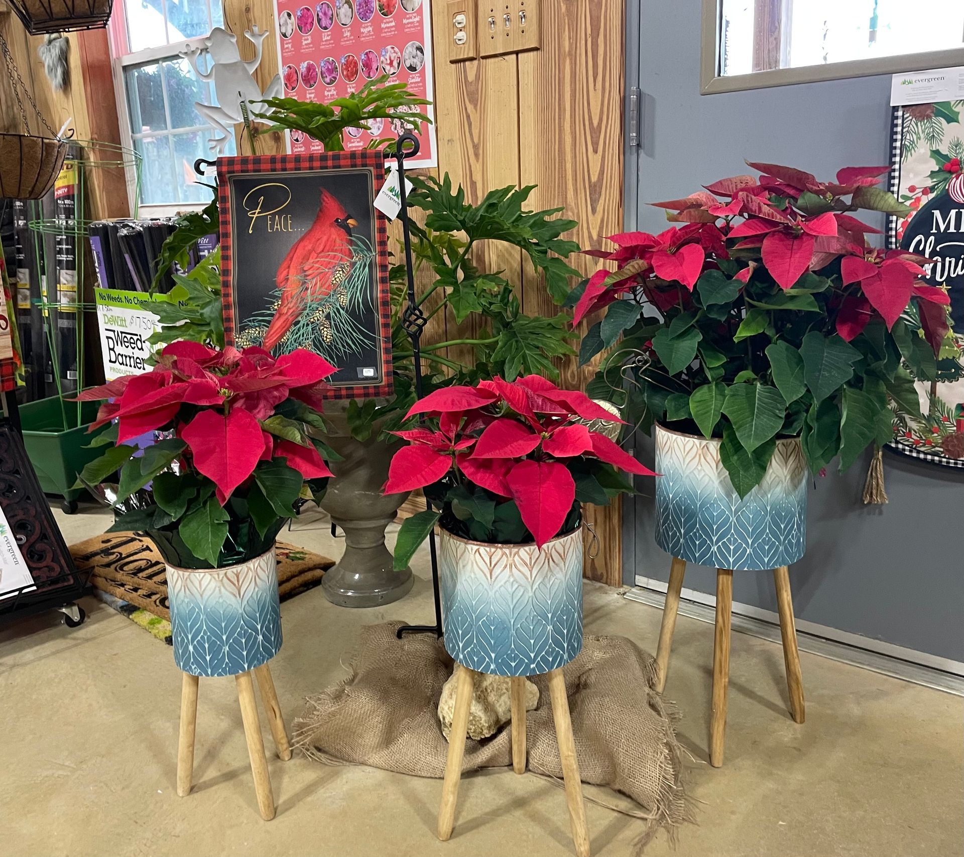 Poinsettias in blue and white planters with wooden legs in a store. A cardinal flag and other plants are in the background.
