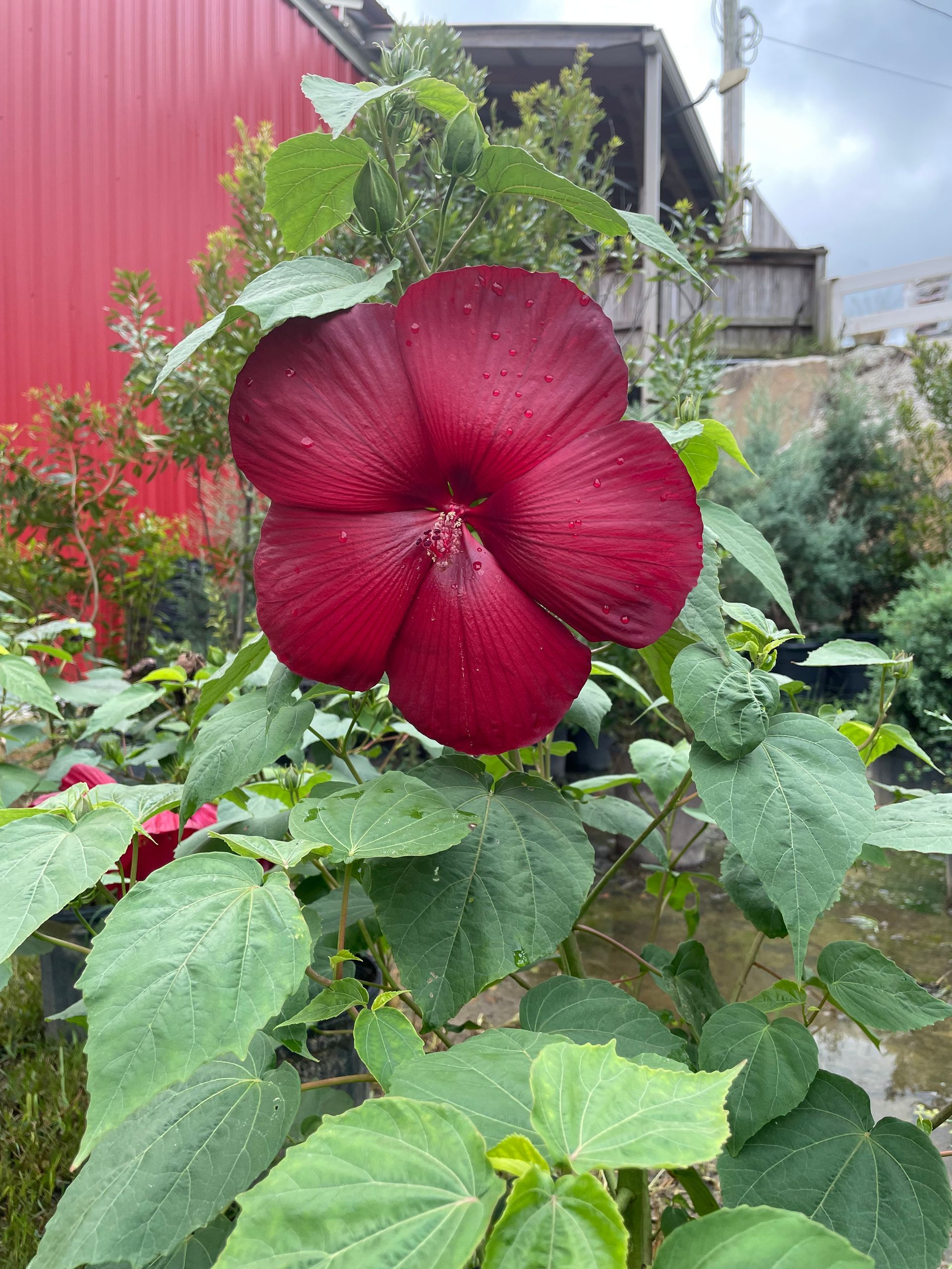 Large, dark red hibiscus flower with green leaves and a red building background.