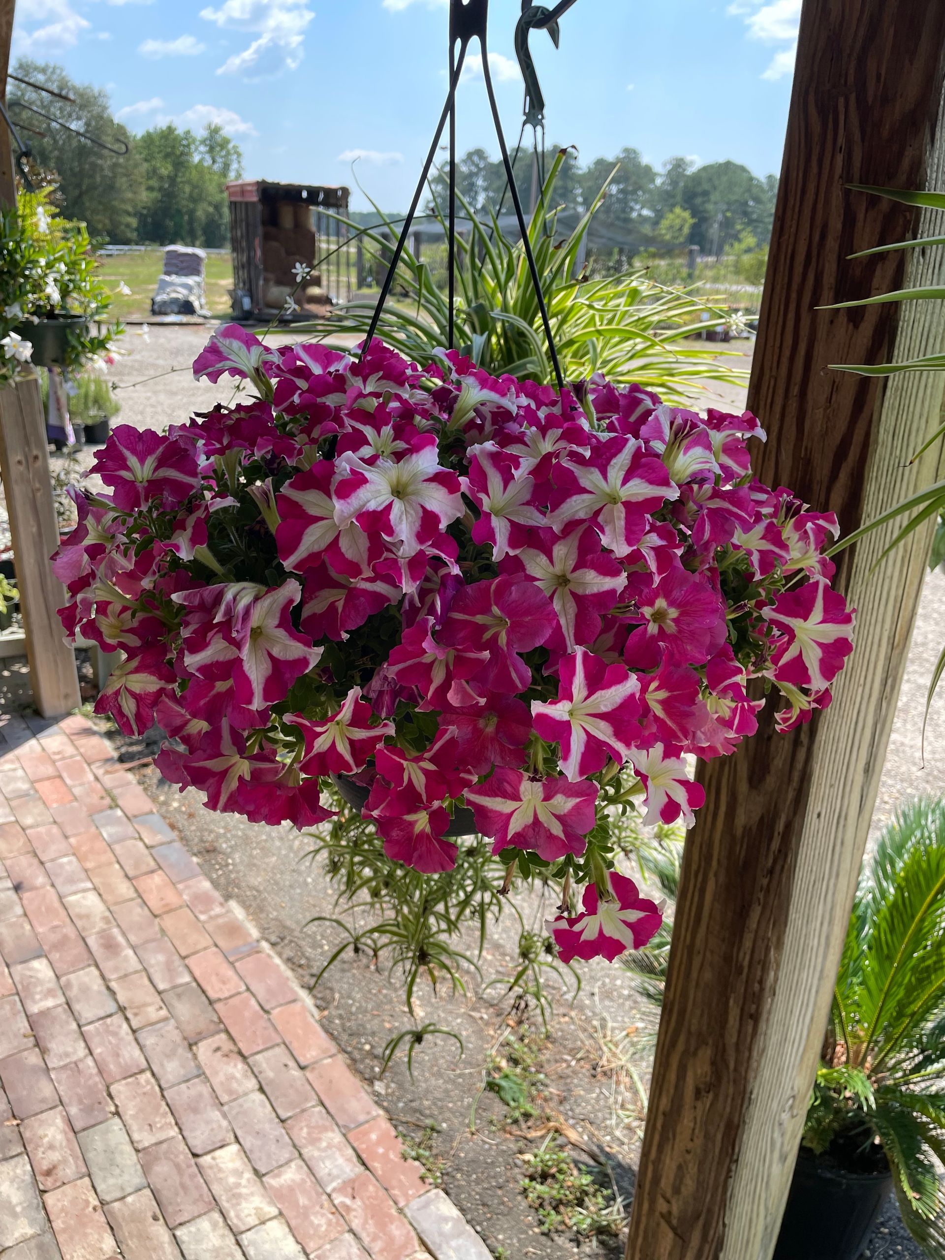 Hanging basket overflowing with vibrant pink and white petunias, set against a blurred outdoor background.