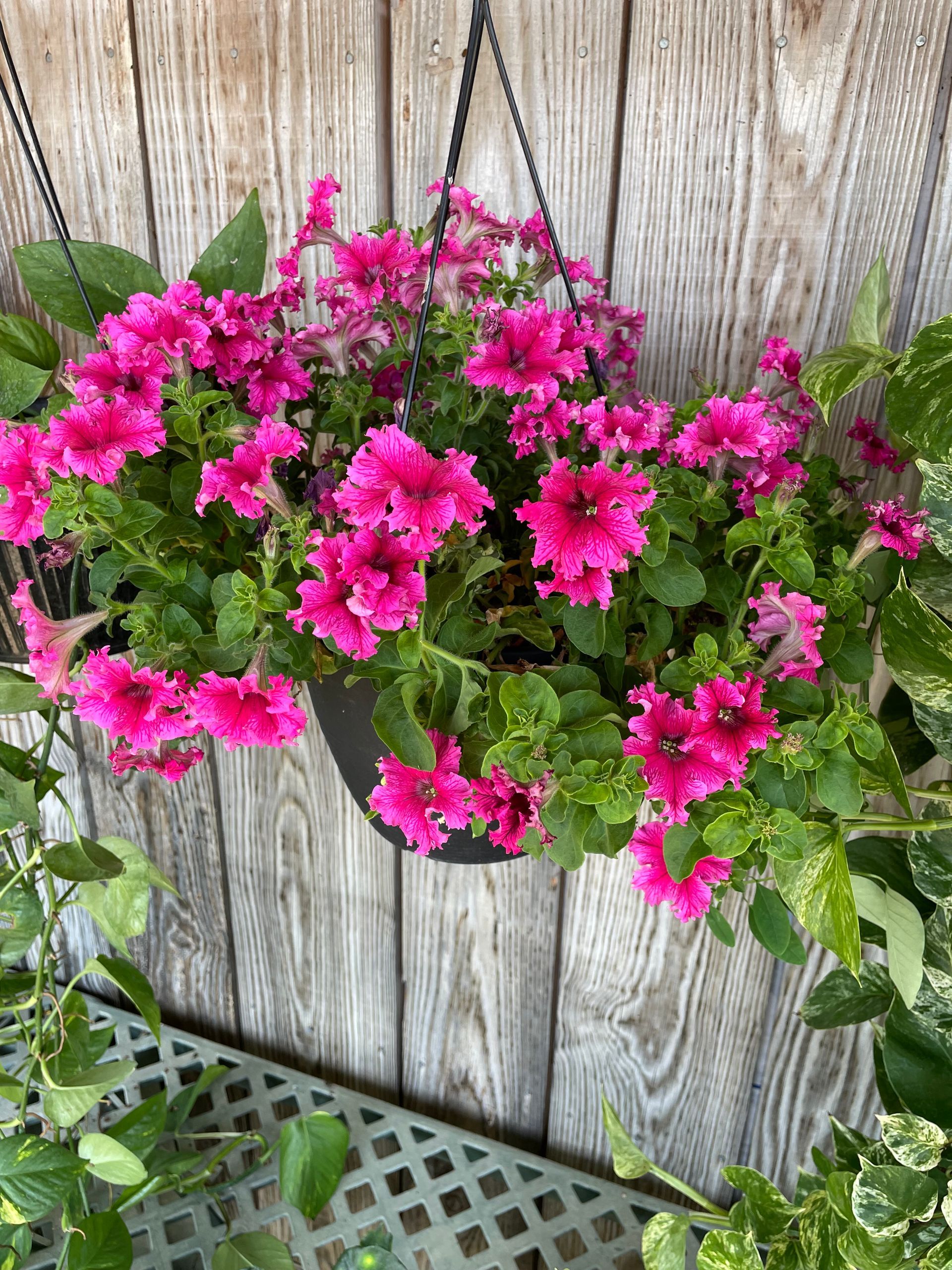 Pink petunias bloom in a hanging basket against a weathered wood fence.