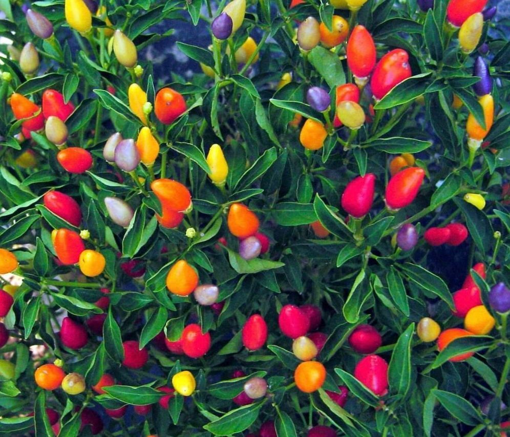 Pepper plant with colorful peppers in red, orange, yellow, and purple.