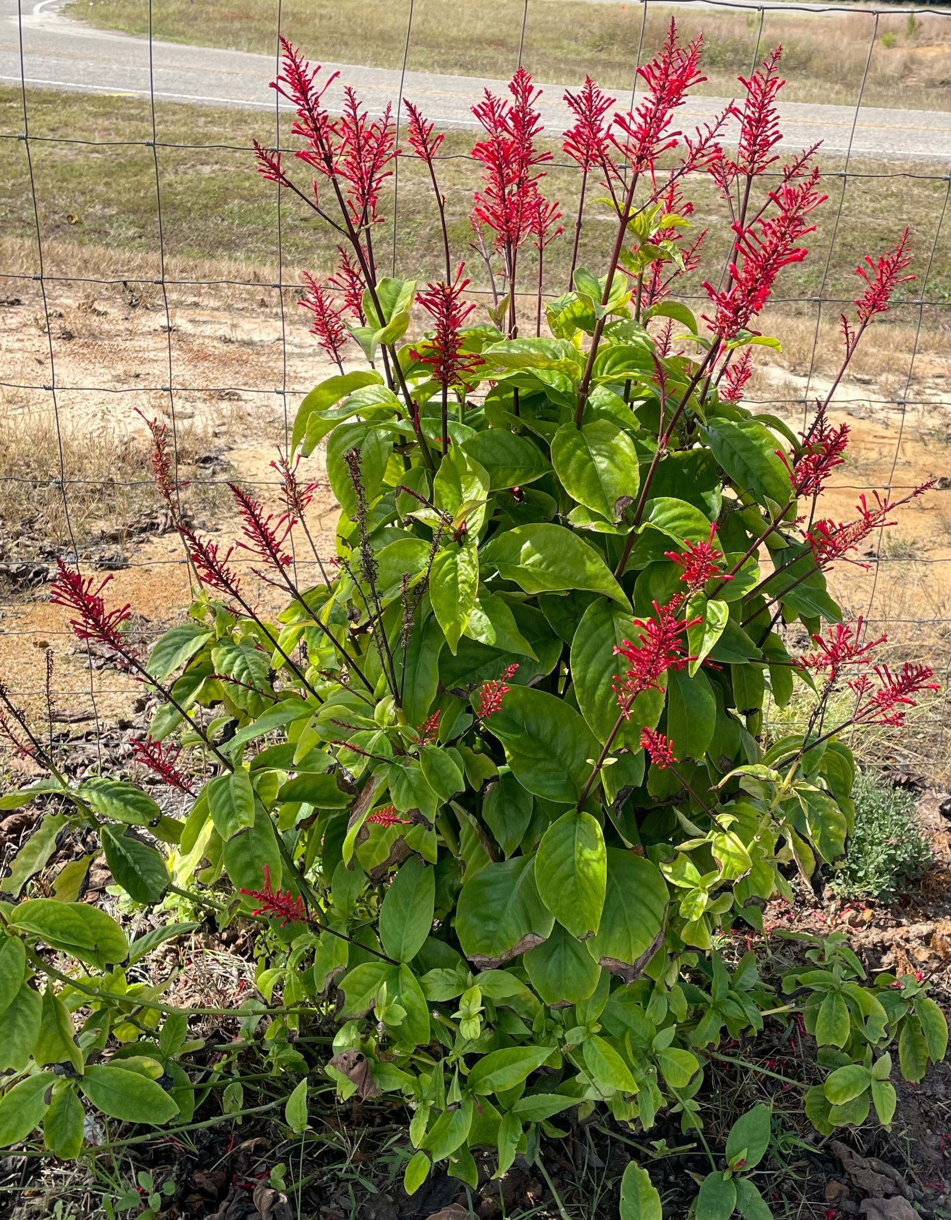 Red flower spikes bloom atop a bush with green leaves, outdoors.