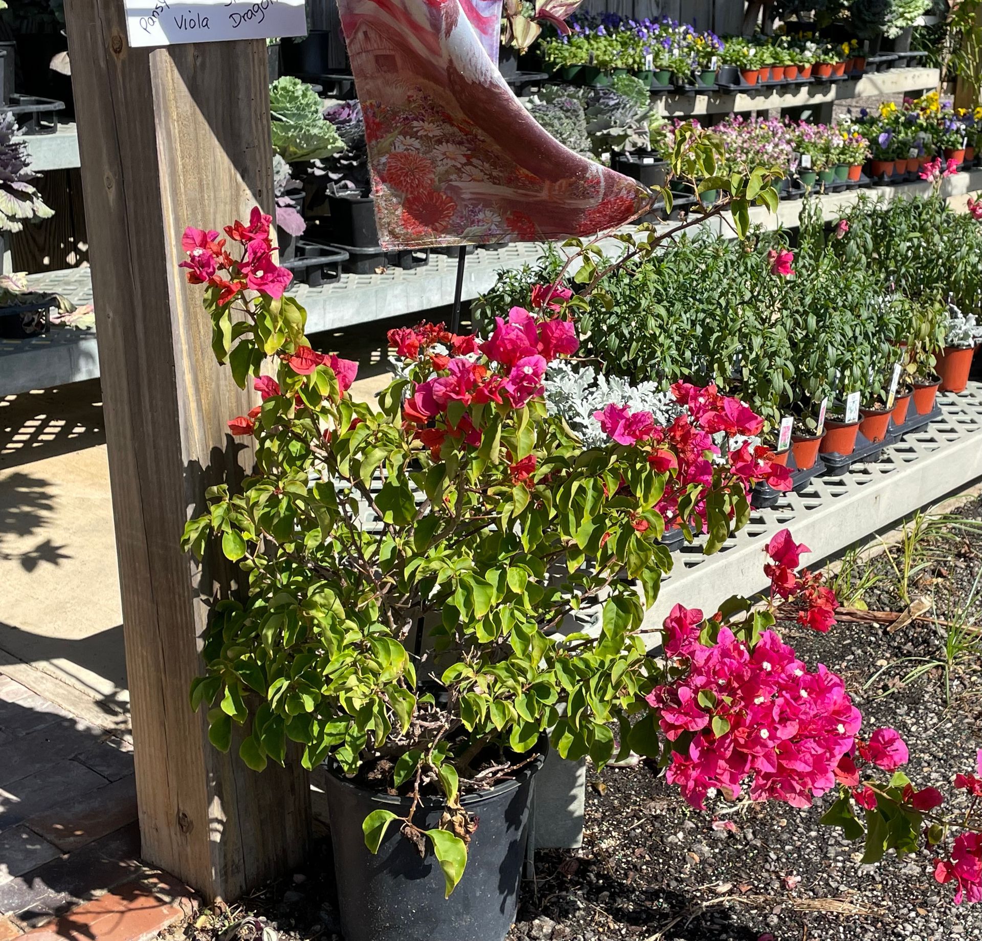 Bougainvillea plant in black pot with bright pink bracts at a plant nursery.