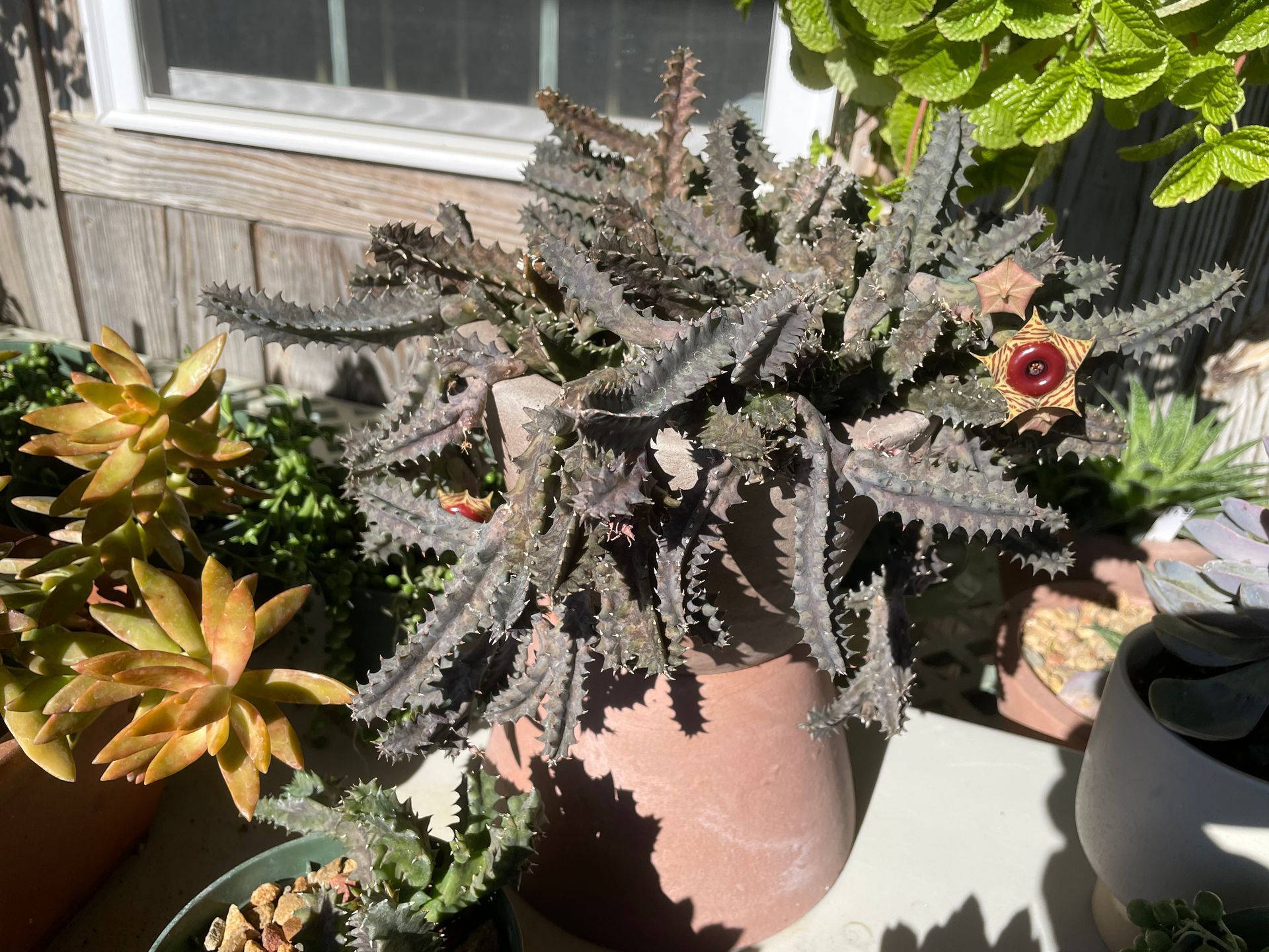 Succulent plants in terracotta pot, spiky gray-green stems and small red flower.