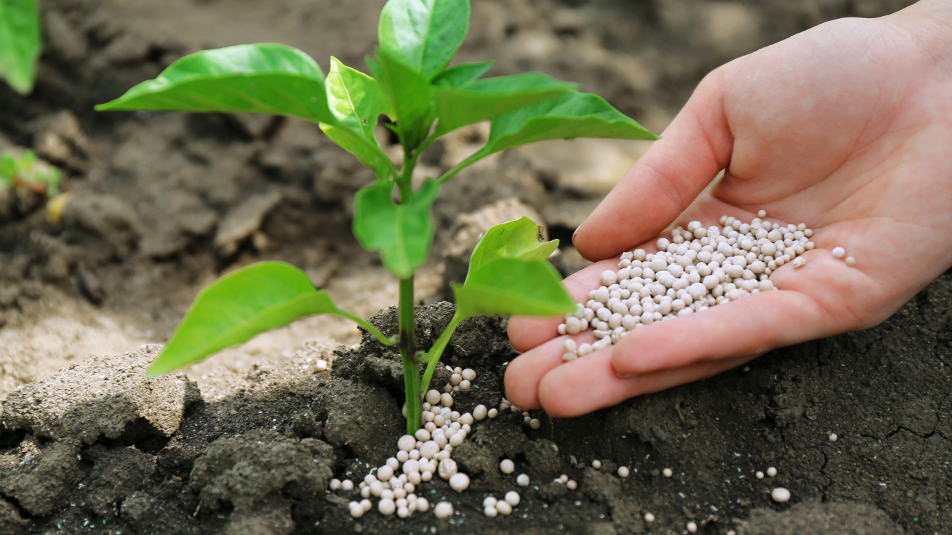 Hand with fertilizer granules feeding a small green plant in soil.