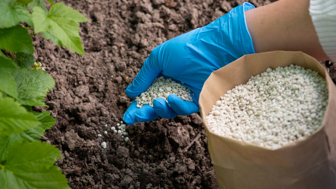 Person wearing blue gloves, spreading fertilizer granules onto brown soil in a garden.