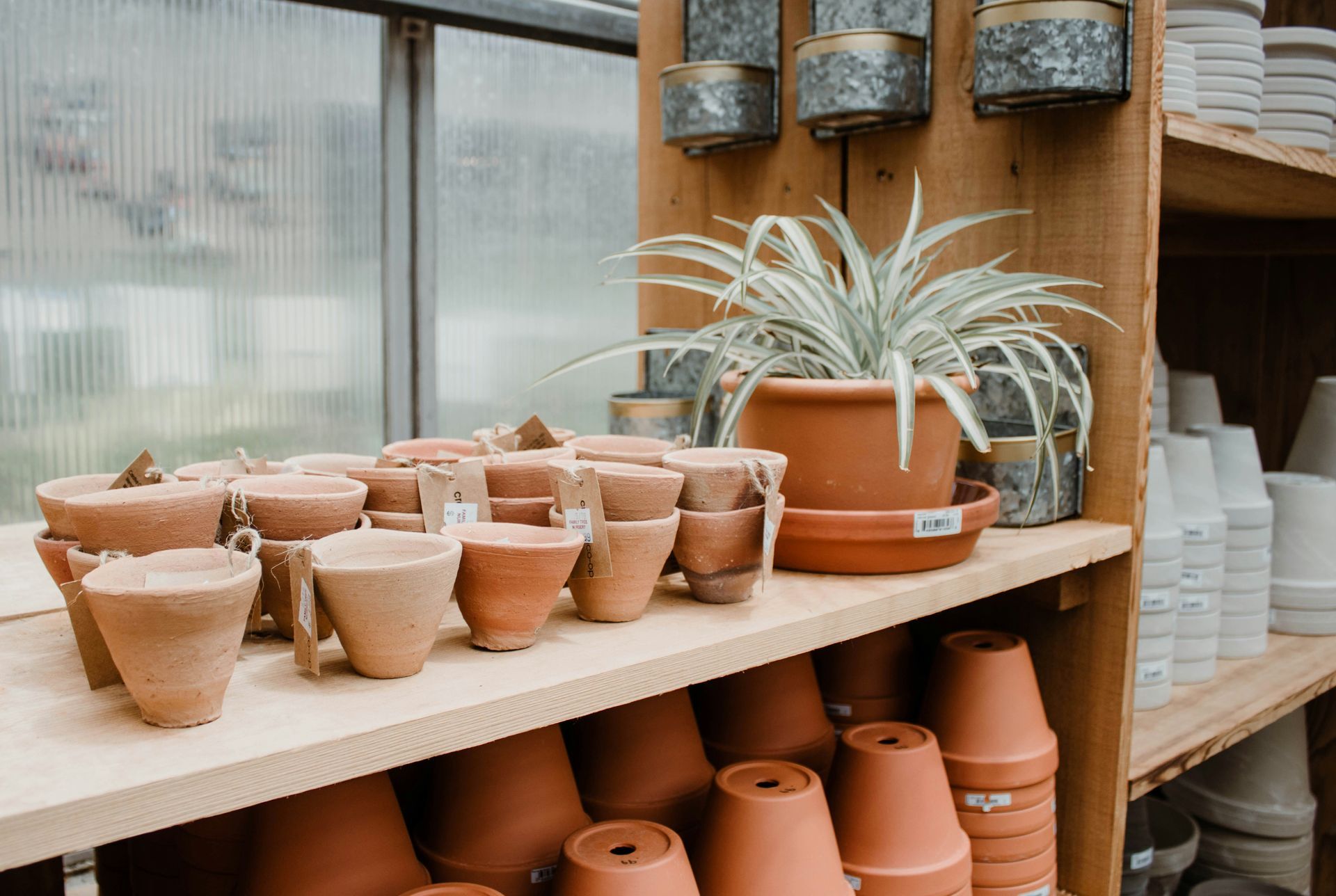 Shelves displaying terracotta pots and a potted plant in a greenhouse setting.