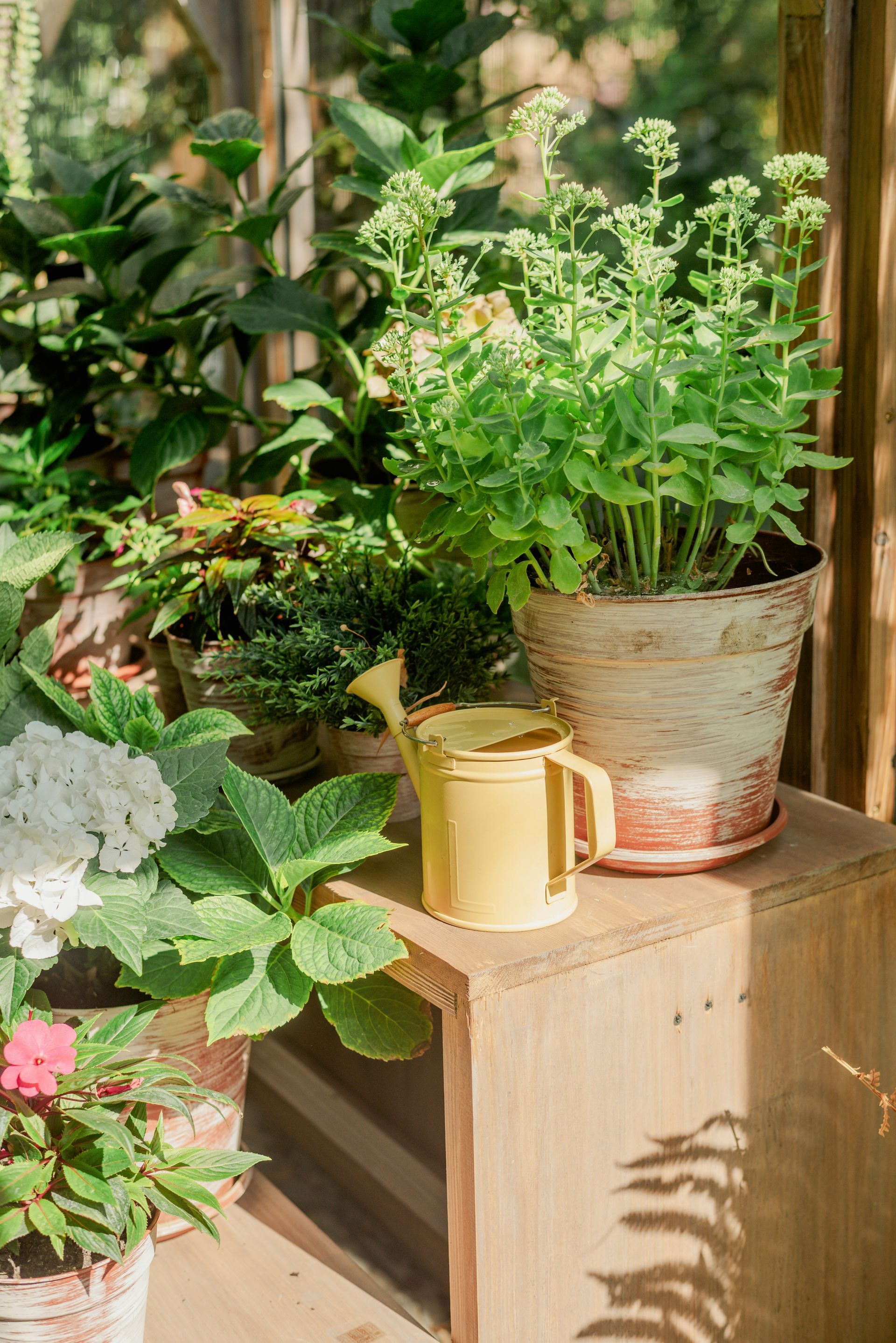 Potted plants of various types and a yellow watering can sit on a wooden box in a sunny greenhouse.