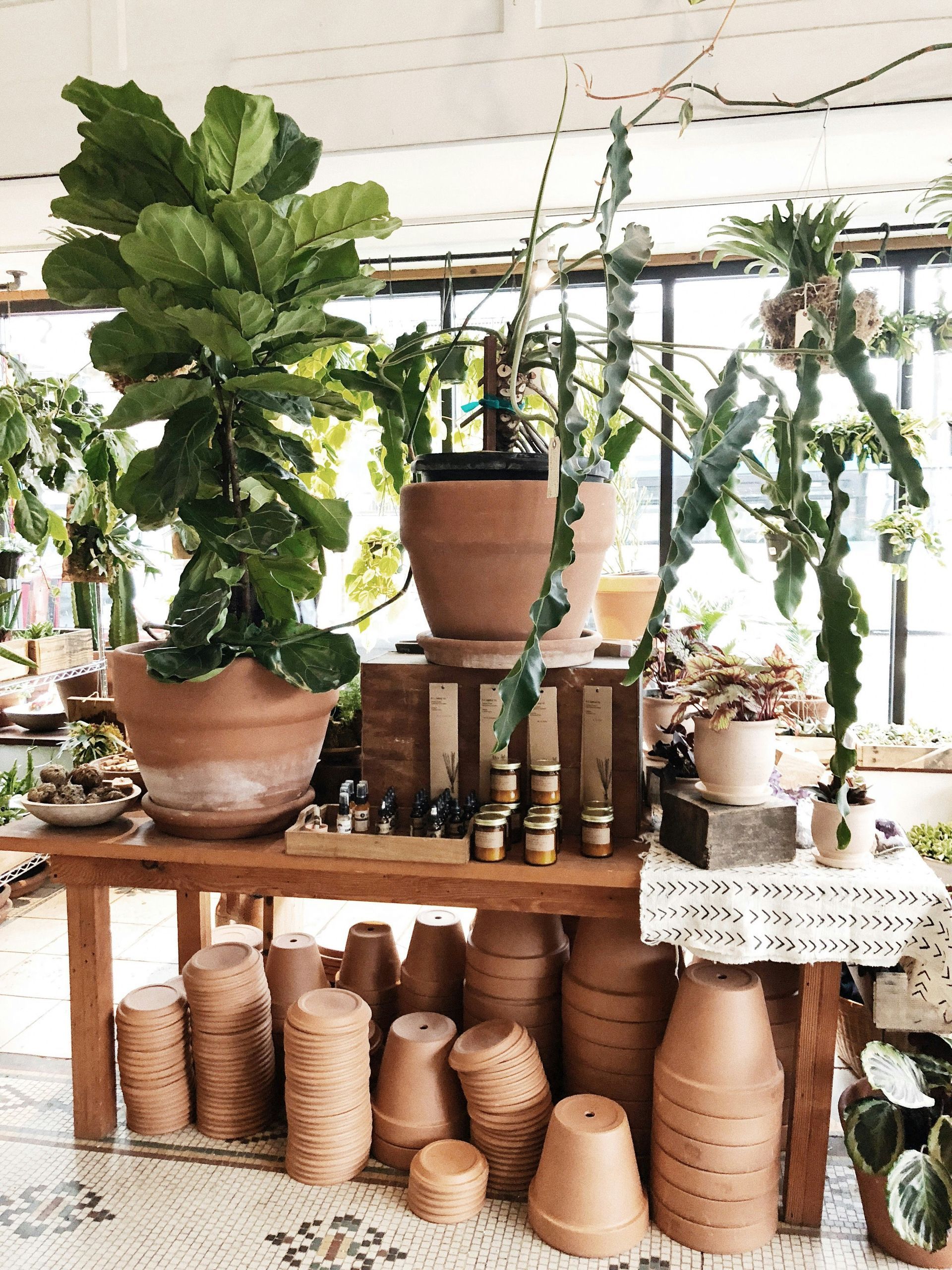 A plant shop display: large potted plants and terracotta pots on wooden shelves.