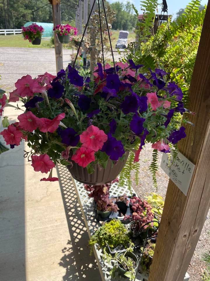 Hanging basket of pink and purple petunias at a plant nursery.