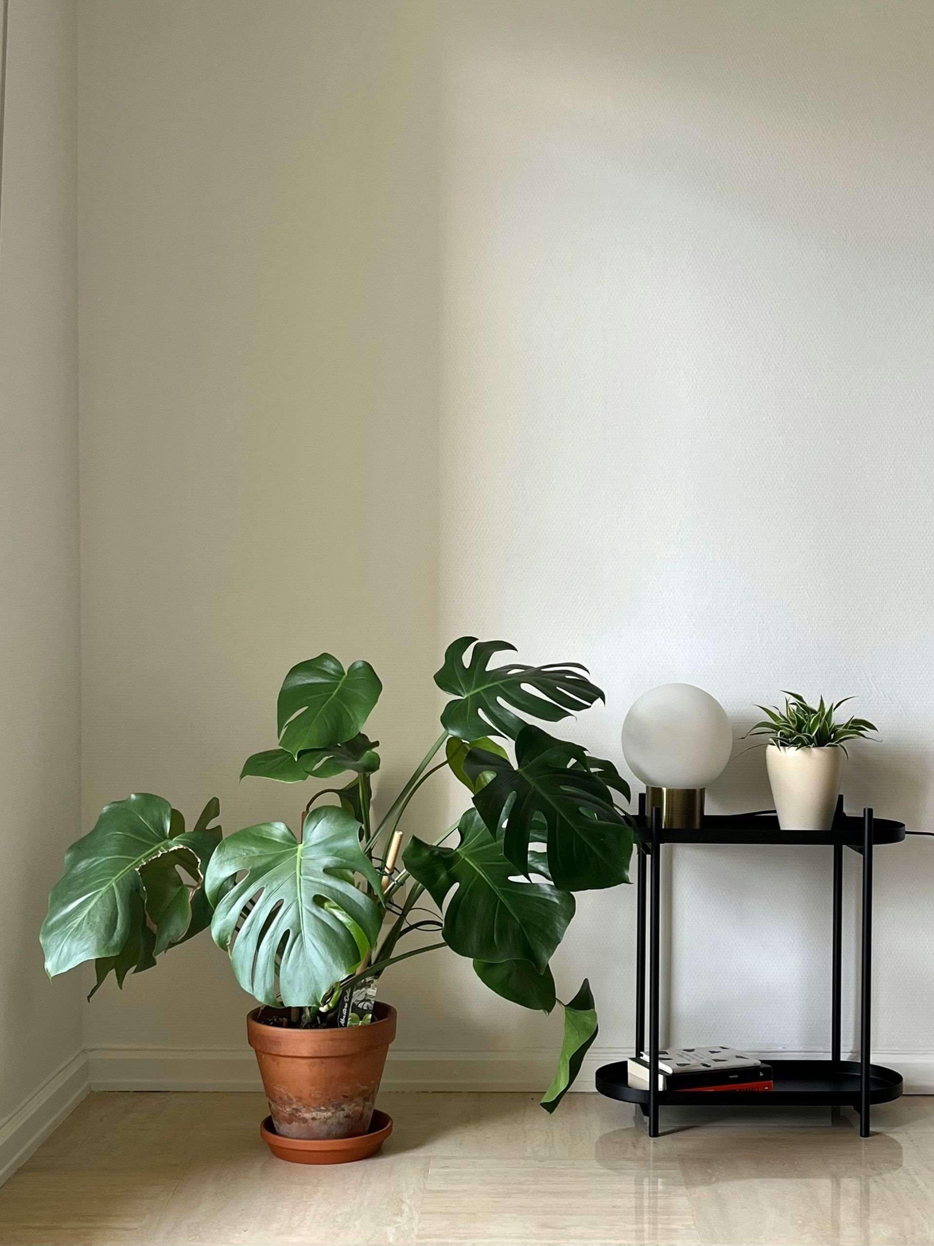 Monstera plant in a terracotta pot next to a small black side table with a lamp and another plant, against a white wall.