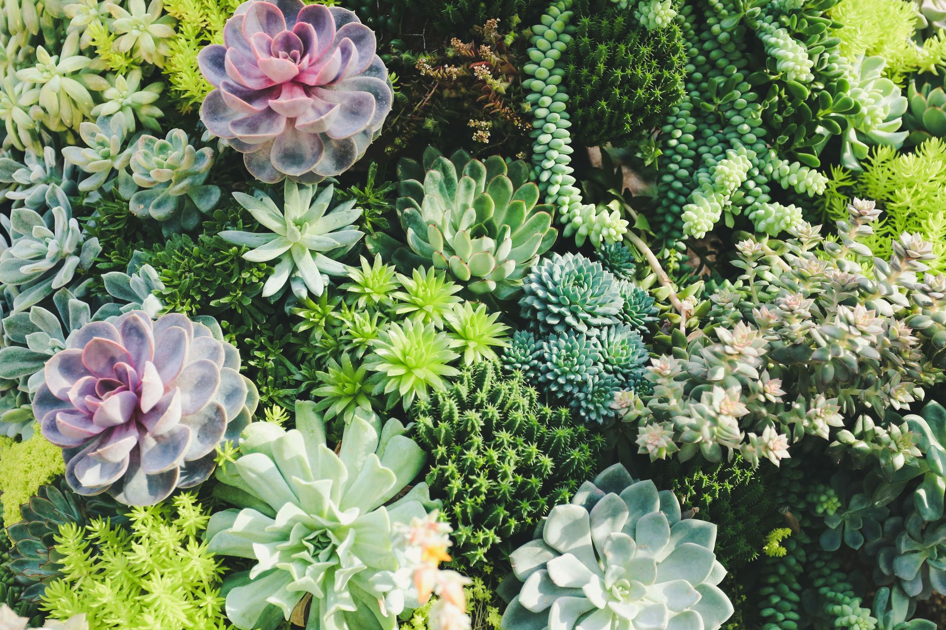 Assorted succulents in shades of green, purple, and yellow fill the frame.
