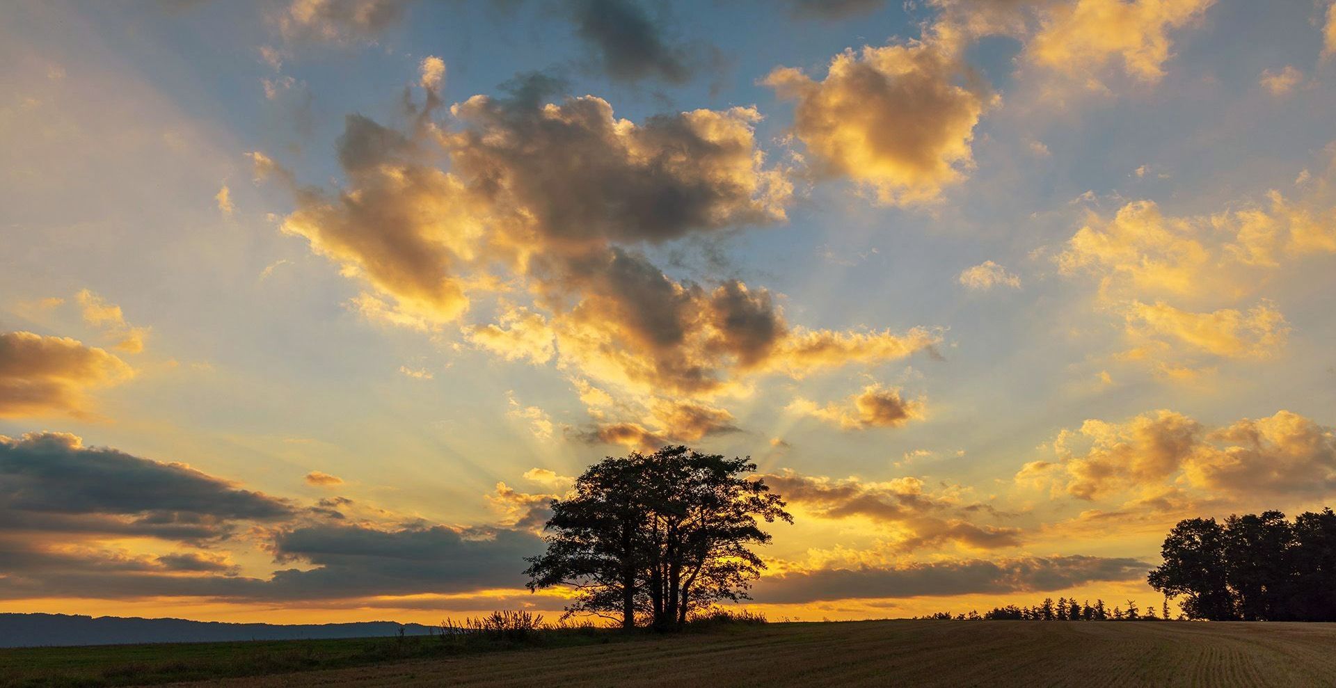The sun is setting over a field of flowers and trees.