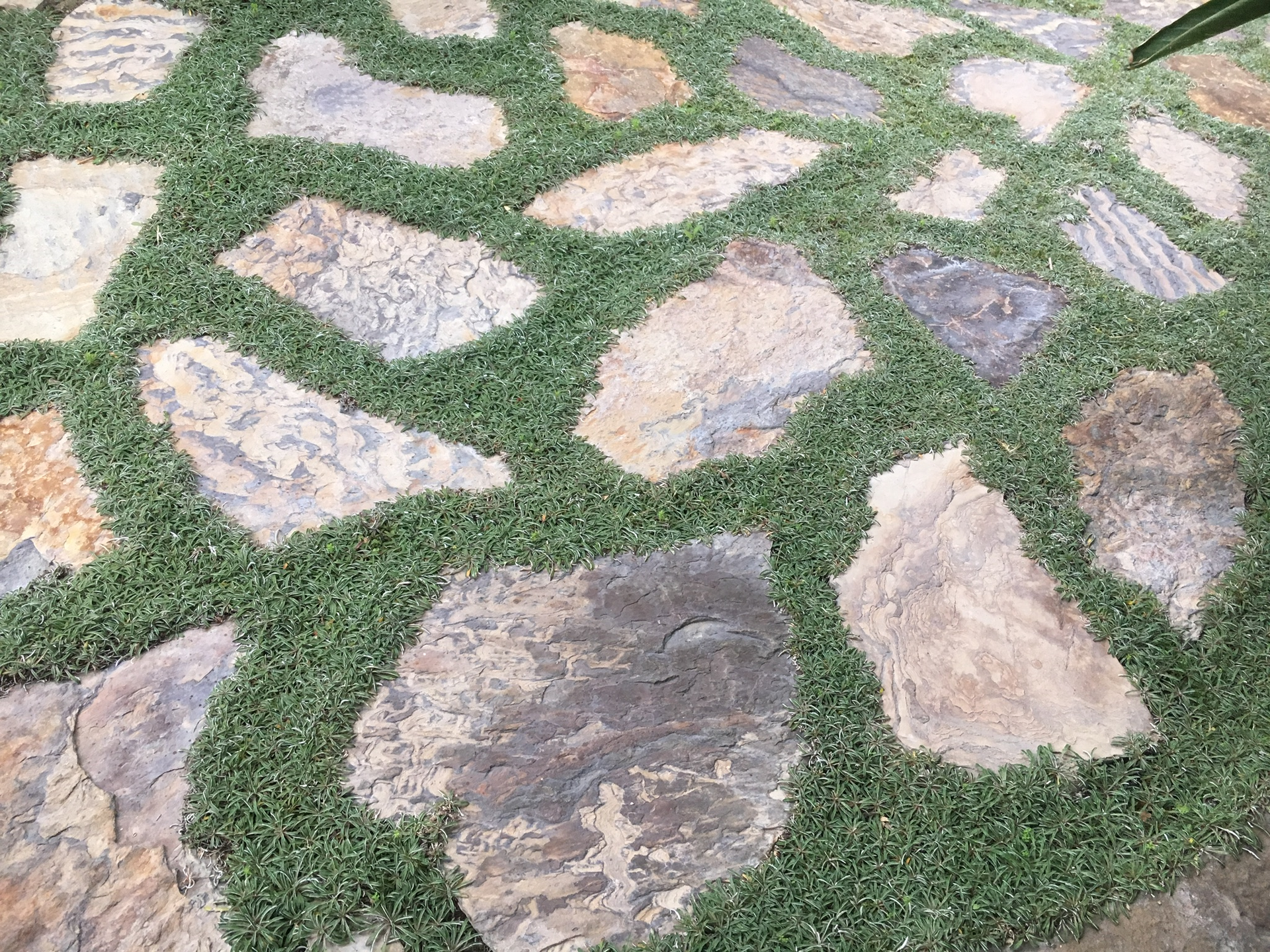 A stone walkway with grass growing between the rocks.