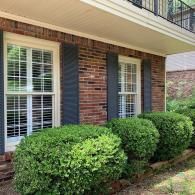 Two rectangular windows with dark blue shutters sit on a red brick wall, partially hidden by rounded green hedges.