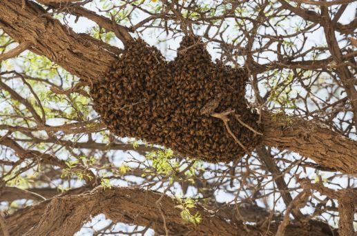 Bee hive in a tree
