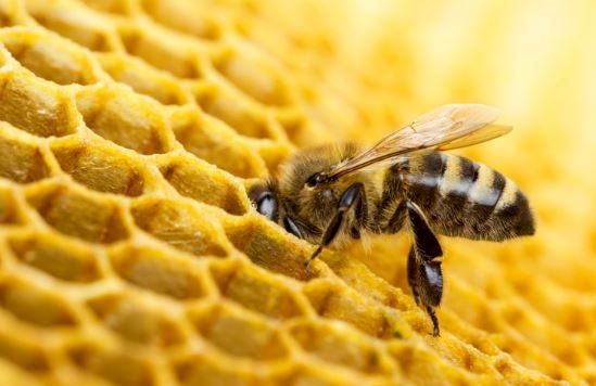 Bee