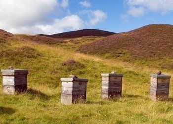 Beehives