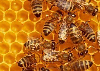 Why Honeybees Are Attracted to Your Home