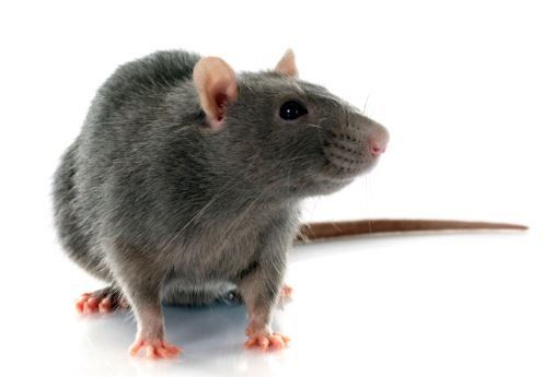 Rat