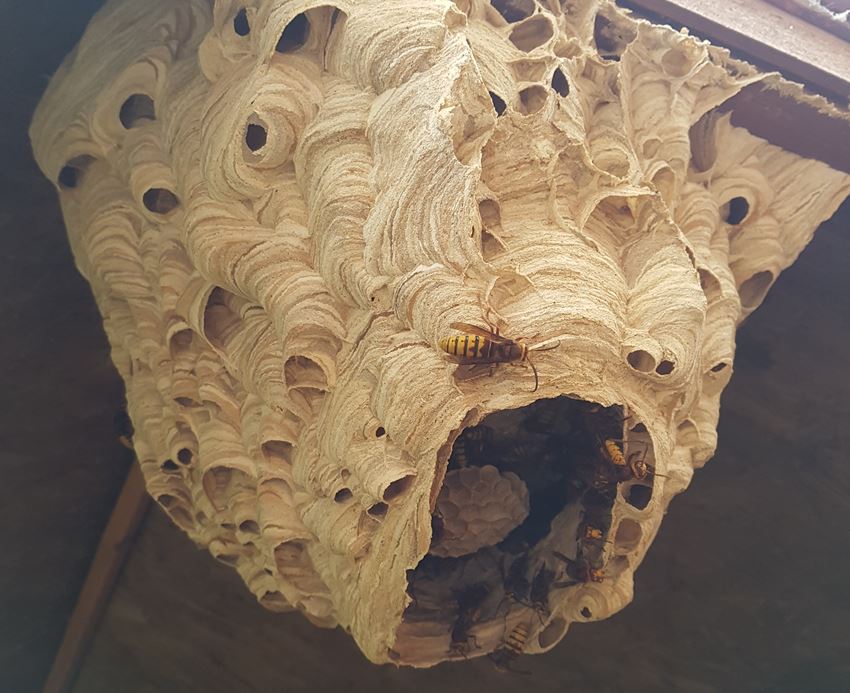 Wasp nest on wooden ceiling