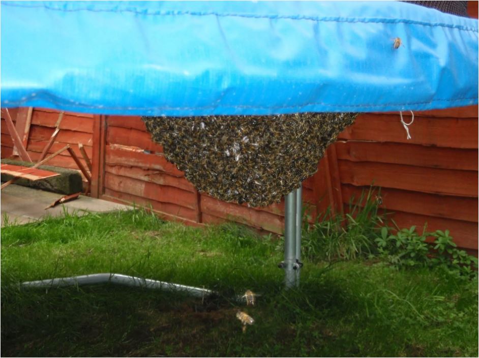 Swarm hanging from trampoline