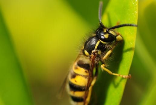 Wasp