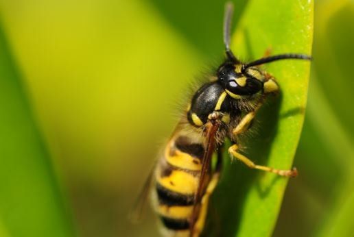 how much does it cost for pest control to get rid of wasps