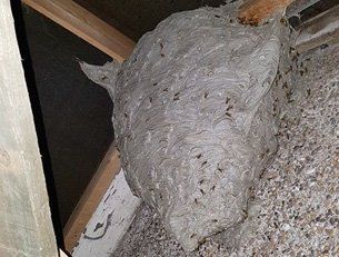 Large wasp nest in house