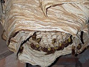Wasps nest in Merthyr