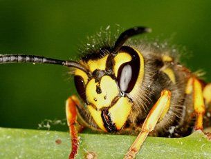 Wasp insect dangers