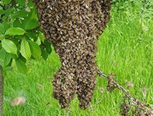 Bees nest