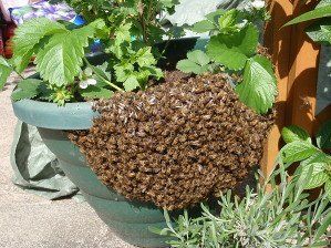 Bee swarm removal
