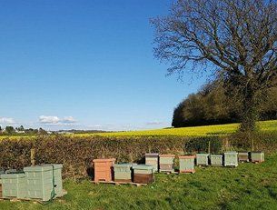 Bee hives