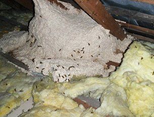 Safe wasp nest removal