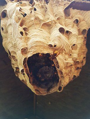 wasps and hornet nest removal