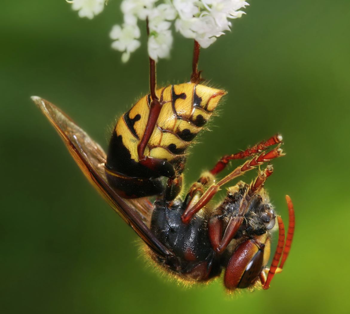 A bee with pollen on its legs