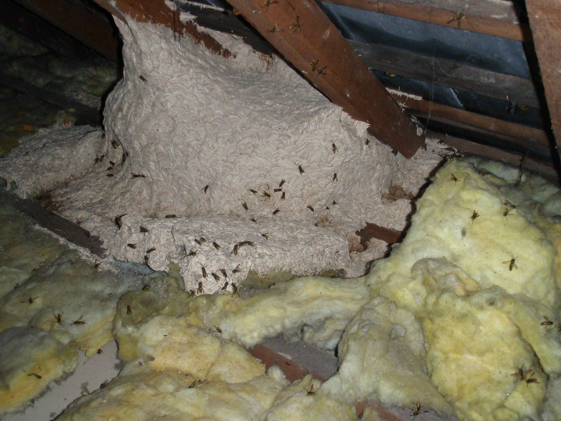 Large wasp nest in attic