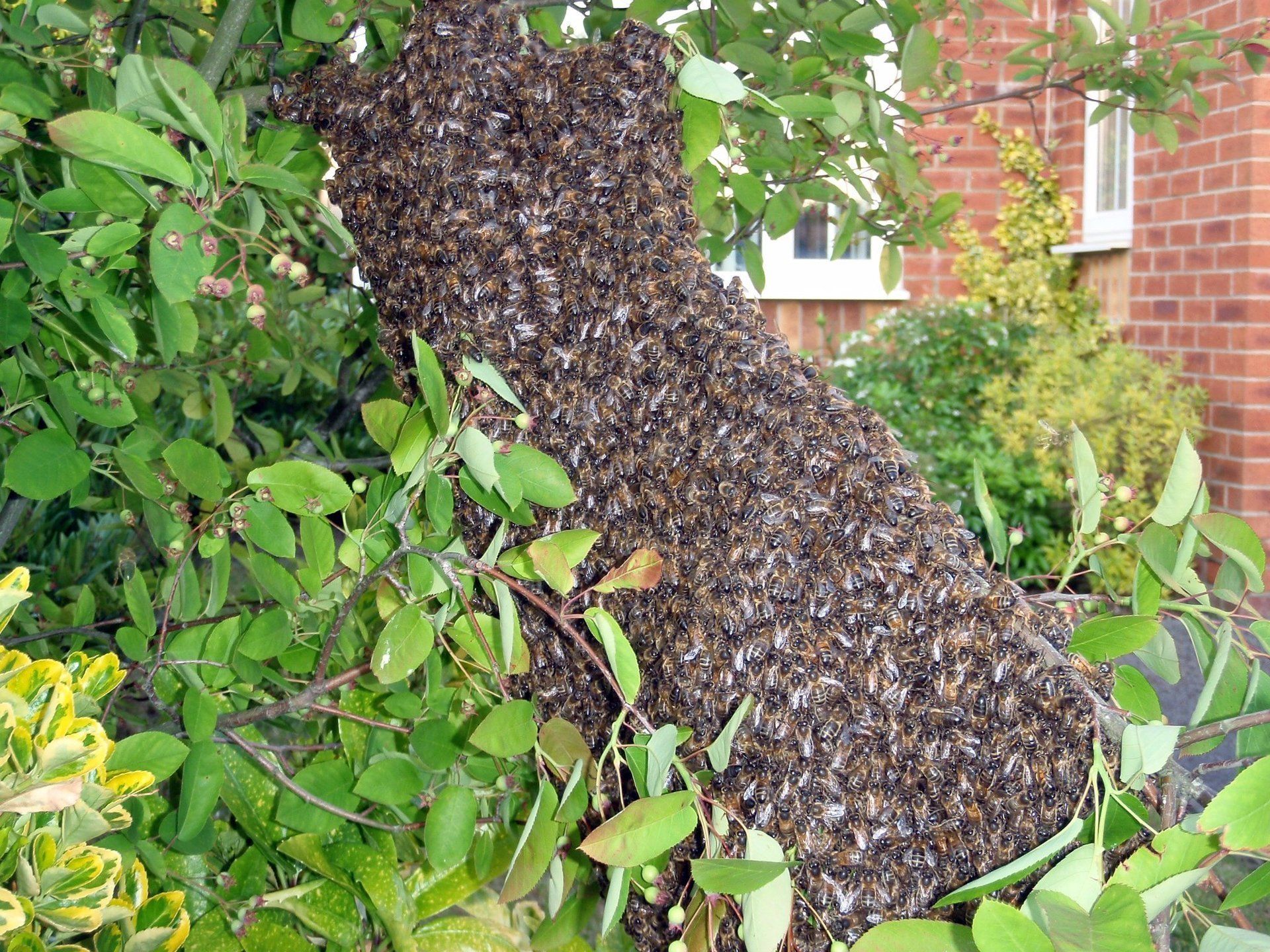 Large honeybee swarm