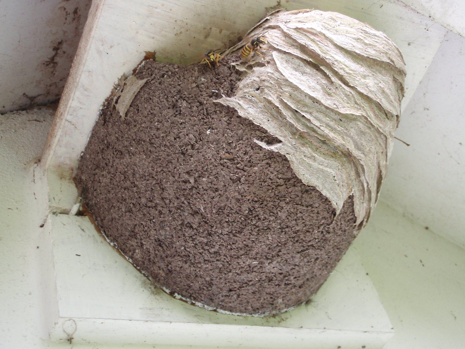 Bee And Wasp Control From Mr Wasp