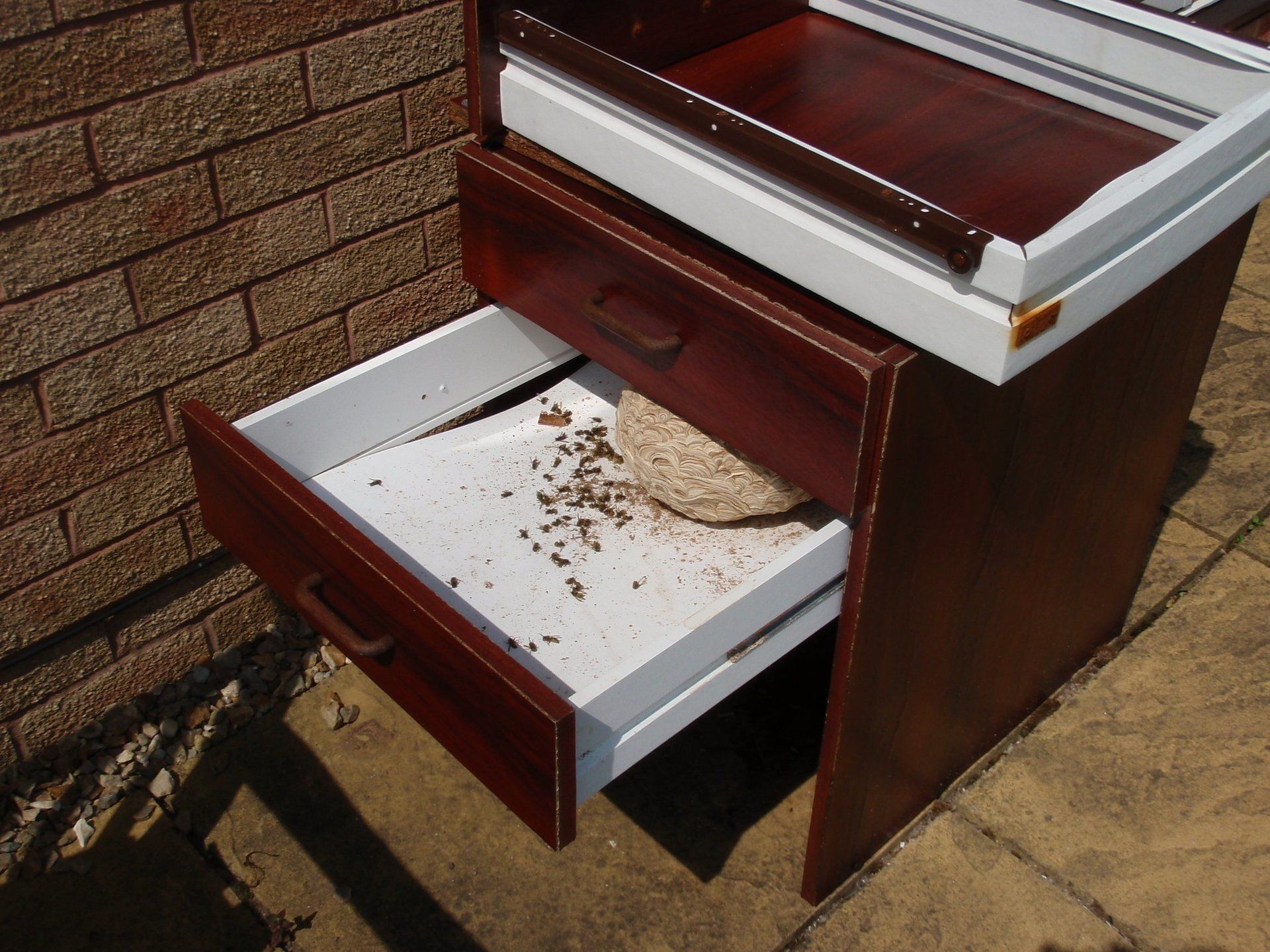 Wasp nest in chest of drawers