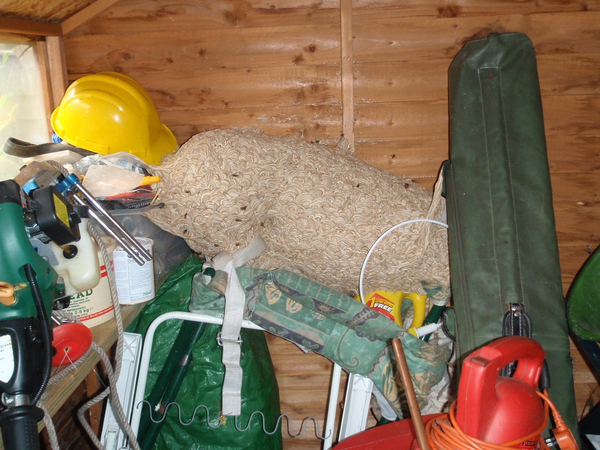 Enormous wasp nest in shed