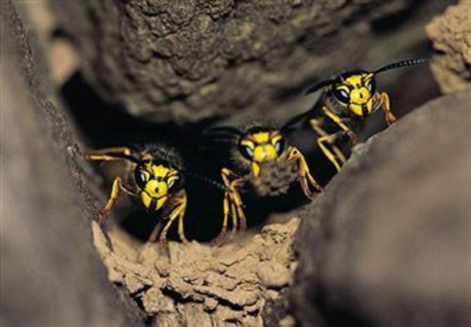 Wasps on guard