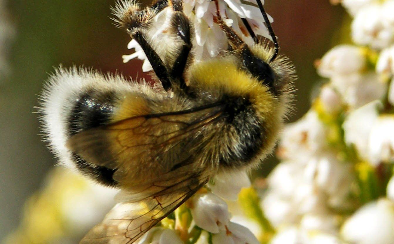 Honey bee