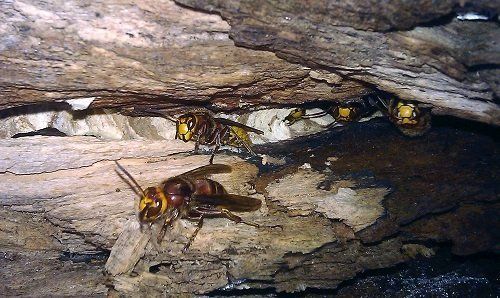 European hornet